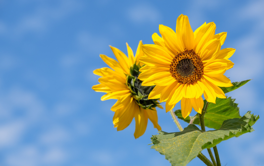 Sunflower Oil Benefits: Discover How It Can Enhance Your Health